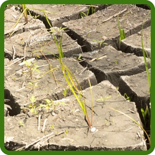 Drought Tolerant, Deep Rooted Switchgrass Plant Seeds