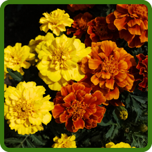 Low Maintenance Tagetes Patula French Marigold Flower Garden