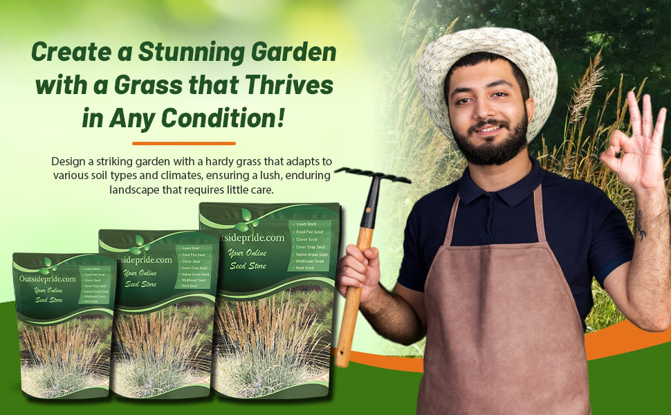 Hardy Indian Grass For Xeriscaping, Drought Tolerant Projects Low Water Conservation