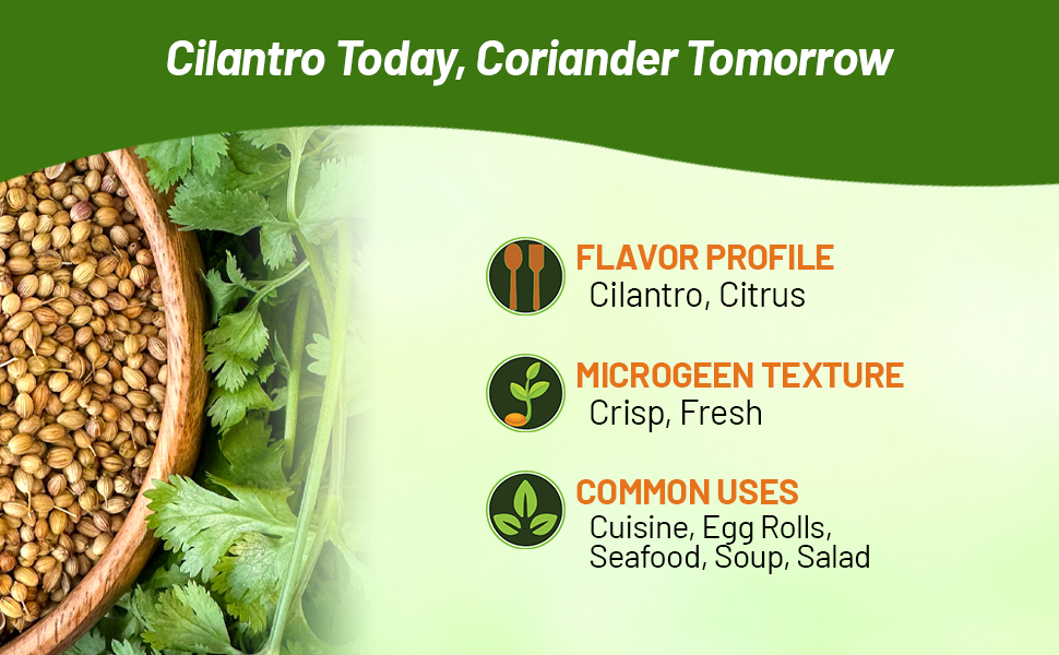 Coriander Seeds In Bowl For Salads