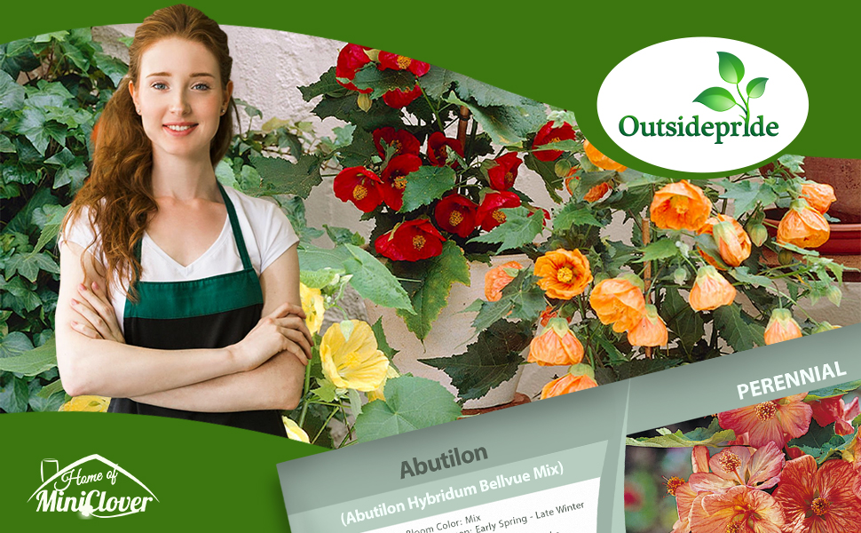 Abutilon Bellevue Flower Seed Mix