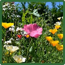 Close up Flower Images of Southeast Wildflower Seed Mixture