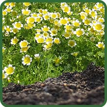 Dense Flowering LImnanthes Meadowfoam Poached Egg Plant