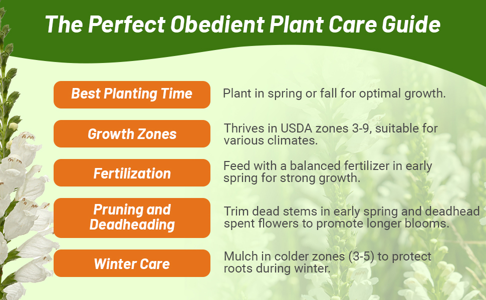 Planting Directions & Care For Obedient Plant