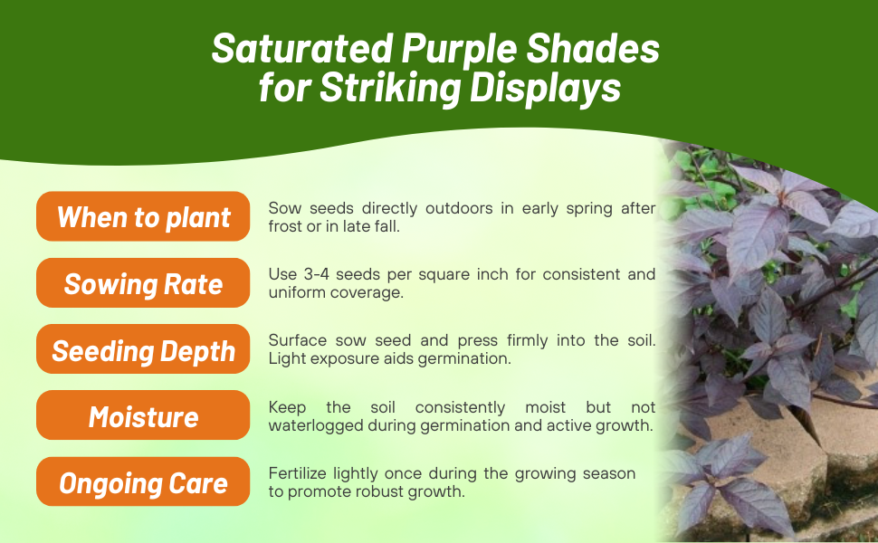 Planting Directions For Alternanthera Purple Knight