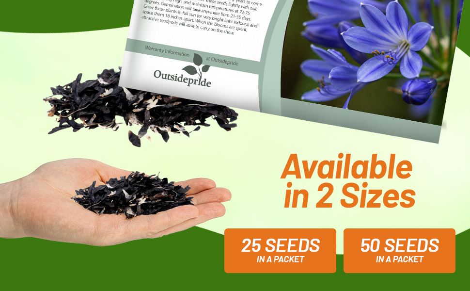 Agapanthus LIly of the Nile Seed Packets