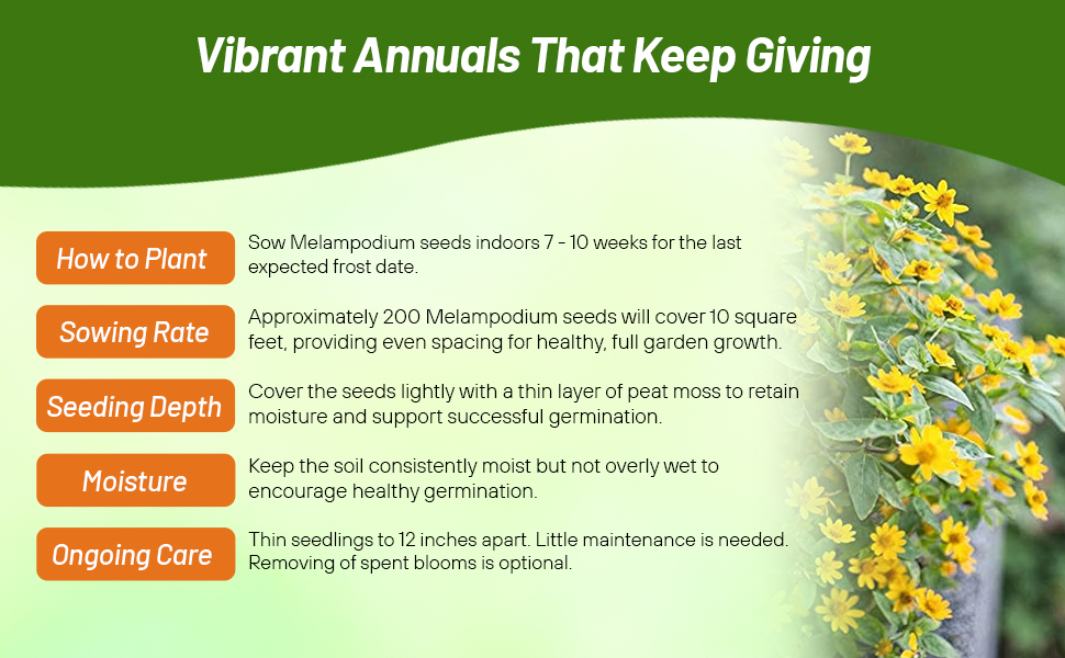 How To Plant Melampodium Derby Planting Directions