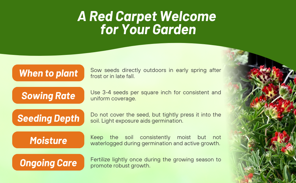 Planting Directions For Anthyllis Ground Cover Plant Seeds