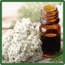 Achillea Wild White Yarrow For Medicinal Uses