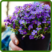 Aubrieta Rock Cress For Container Plants, Raised Beds, Gardens