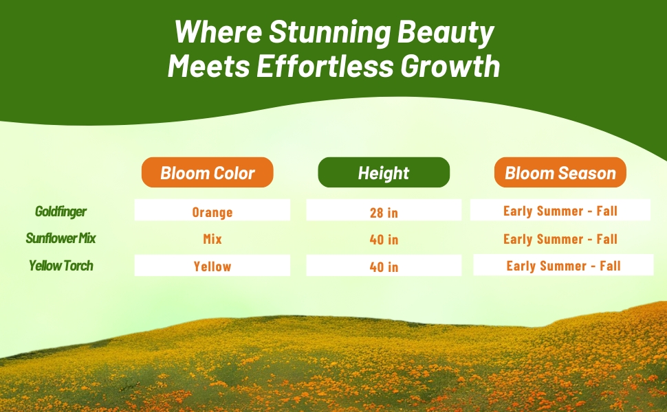 Bloom Season, Color, & Height Chart of Tithonia Mexican Sunflower