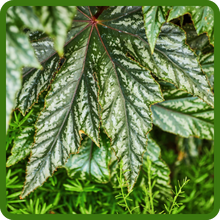 Heat & Humidity Tolerant Gryphon Begonia