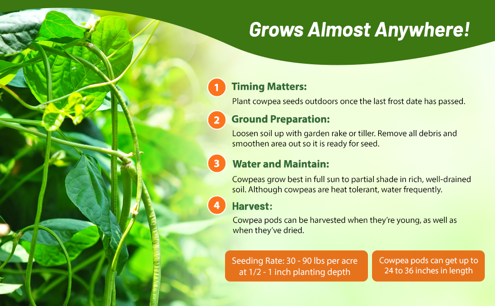 Planting Directions for Cowpeas Seeds
