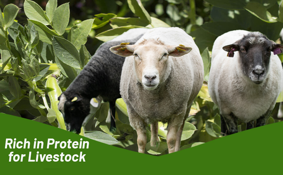 Fava Beans Seeds for Forage