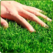 Buffalo Grass Turf Density & Drought Tolerance