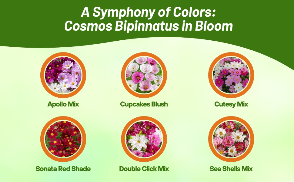 Varieties of Cosmos Flower Seed Mixtures