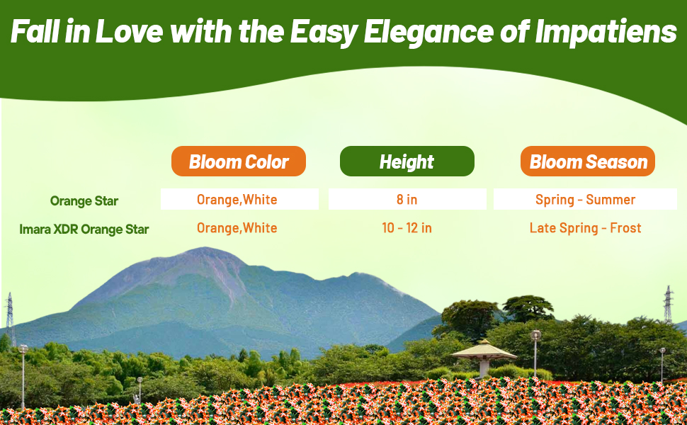 Bloom Season, Height, & Color Chart of Impatiens Flowers