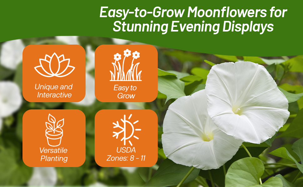 Fast Growing Ipomoea Alba Moonflower Climbing Vines
