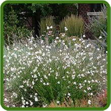 Gaura Low Maintenance with High Resilience