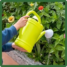 Low Maintenance Tidy Tips Flowers
