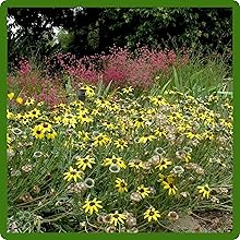 Fragrant Chocolate Flowers Planted From Seeds