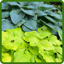 Pollinator Friendly