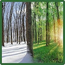 Cold TolerantSideoats Grama Native Grass