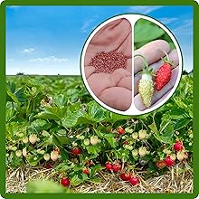 Strawberry Plants Started From Seeds