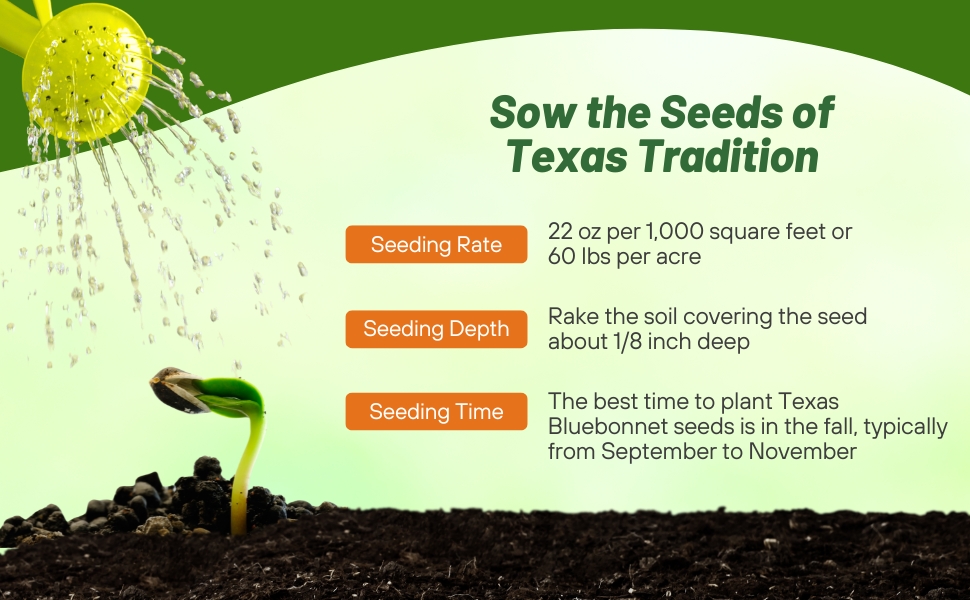 Planting Directions For Texas Bluebonnet Wildflower Seeds