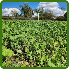 Large Volume of Leafy Growth Kale Plants