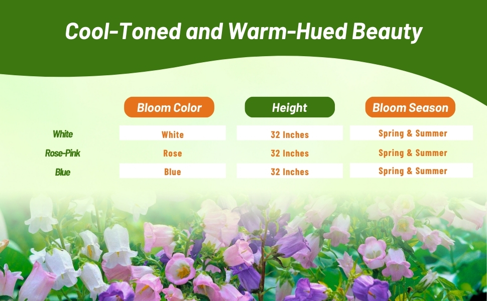 Bloom Season, Color, & Height Chart of Canterbury Bells Plants