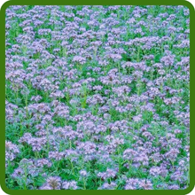 Lacy Phacelia Cover Crop
