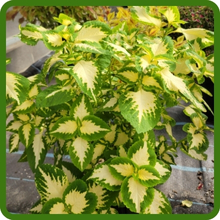 Lime Green Coleus Wizard