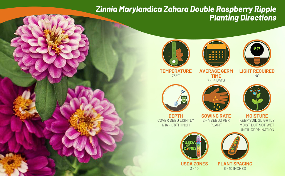 Planting Directions For Zinnia Double Raspberrry Ripple Flower Seeds