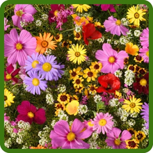 Annual Sun Wildflower Seed Mixture Divers Flowers
