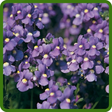 Long Bloom Season of Nemesia