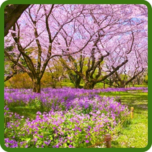 Dame's Rocket Flower Bed