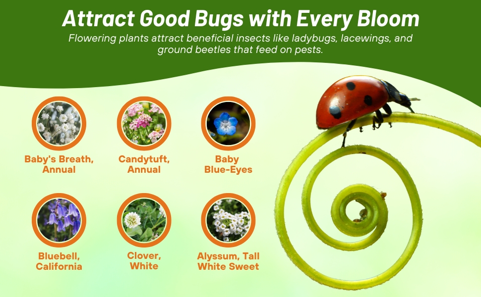 Varieties of Flowers in Beneficial Insectary Wildflower Mixture