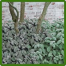 Plectranthus Long-Lasting Silver Foliage