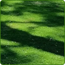High Germination Southwest Native Grass Seed Mixture