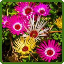 Compact Ice Plant Ground Cover Plants