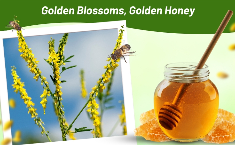 High Germination Yellow Sweet Clover Seed For Honey Production & Bee Harvesting