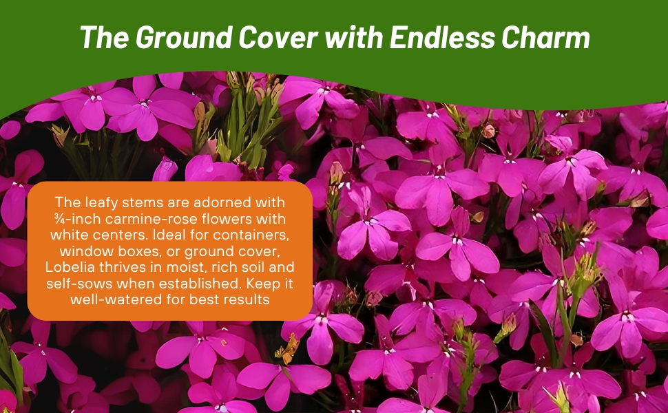 Lobelia Flowering Plants