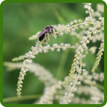 Aruncus Goat's Beard Attracts Pollinators