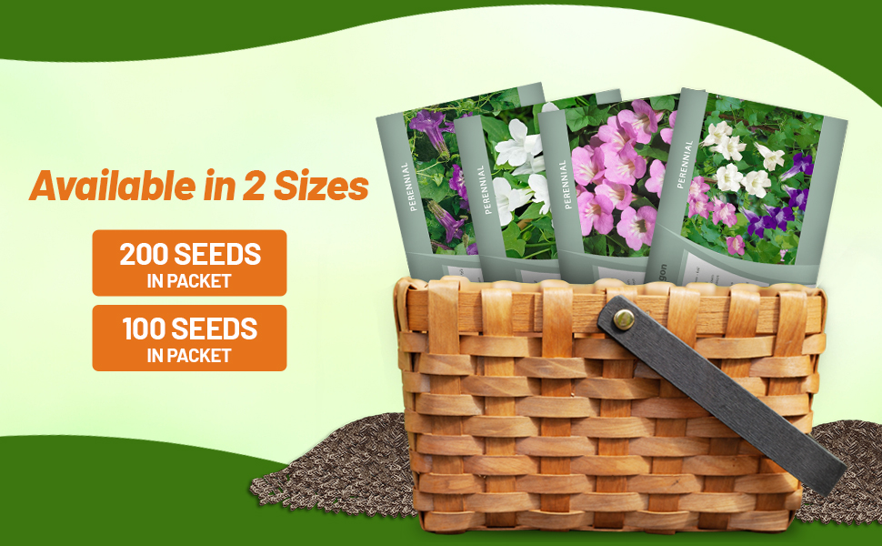 Asarina Scandens Climbing Snapdragon Seed Packets For  Planting