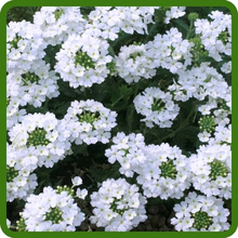 White Verbena Compacta Low Growing Ground Cover