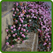 Ground-Hugging Growth Habit of Polygonum Pinkhead Smartweed