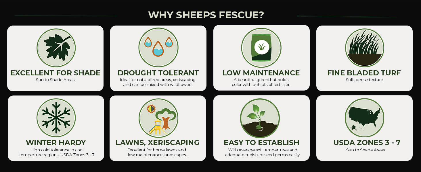 Sheeps Fescue Grass Characteristics
