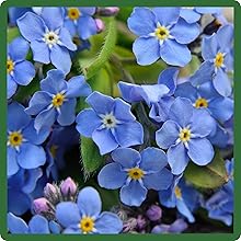 Perennial Myosotis sylvatica Forget-me-not Flowers