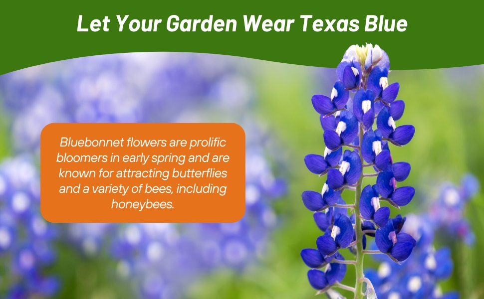 Texas Bluebonnet Flowers Attracts Pollinators